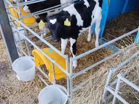 Bull, Holstein breed — photo 6