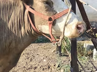 Vache, Race Alatauskaya — photo 5