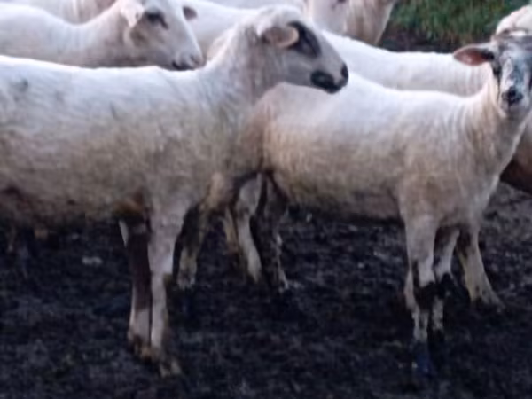 Schaf, Tsigai sheep