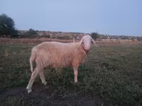 Widder, Assaf sheep — Foto 3