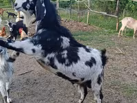 Ziegenbock, Nubian Goat — Foto 5