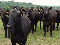 Vaca, Aberdeen-Angus — foto 3