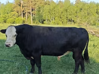 Boğa, Holstein ırkı — foto 7
