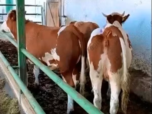 Kuh, Simmental cattle