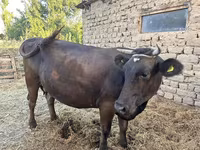 பசு, Swiss cattle — புகைப்படம் 4