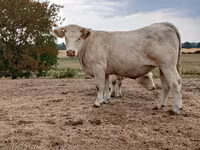 Vaca, Charolais cattle — foto 1