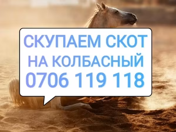 اسب