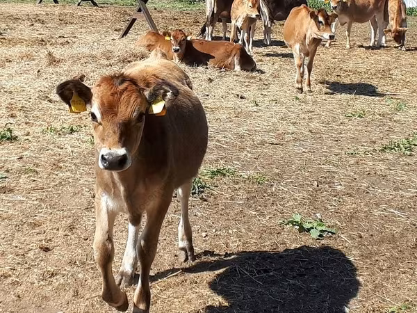 Bull, Jersey breed