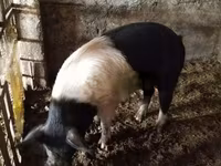 Boar, Белорусская чёрно-пёстрая — photo 5