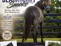 பெண் குதிரை, Rocky Mountain Horse — புகைப்படம் 1