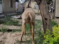 كبش, Edilbay sheep — الصورة 4