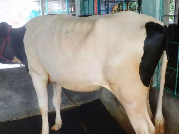 Vache, Bovins