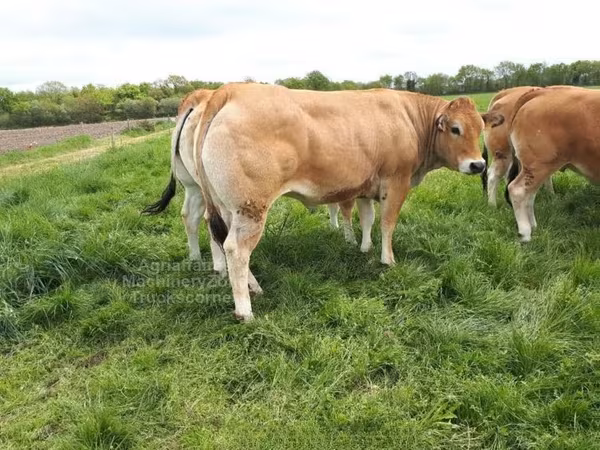 Cast cow