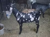 تيس, Beetal goats — الصورة 3