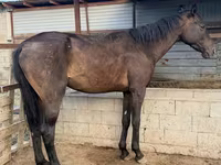 Cavalo, Arabian horse — foto 2