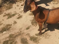 ஆண் வெள்ளாடு, Nubian Goat — புகைப்படம் 3