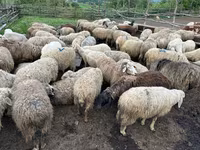 Boğa, Sığır — foto 3