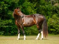 Kısrak, American paint horse — foto 3