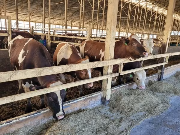 Kuh, Simmental cattle