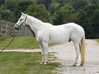 Cheval, National Show Horse — photo 2