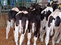 Boğa, Holstein ırkı — foto 1