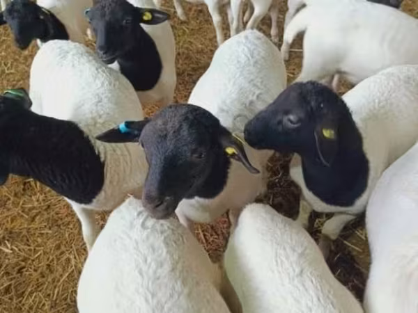 Brebis, Dorper sheep