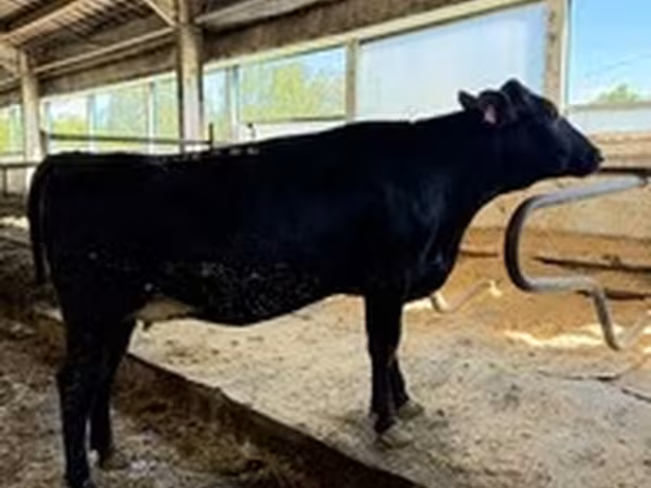 Rasa Holstein