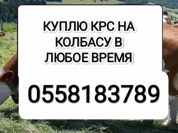 Skot