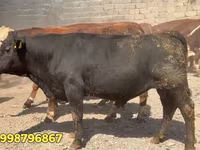 Bull, Red Belarusian cow — photo 2