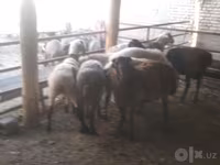 雄羊, Arabi sheep — 写真 4