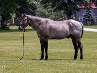 Aygır, Quarter Horse — foto 1