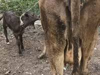 İnek, Simmental cattle — foto 4