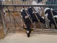 Bull, Holstein breed — photo 4