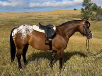 குதிரை, Horses of Sable Island — புகைப்படம் 4