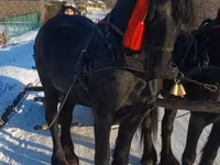 حصان, Friesian — الصورة 4