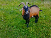 تيس, Czech Brown Shorthaired goats — الصورة 2
