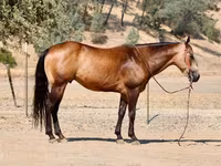Horse (M), Quarter Horse — photo 3