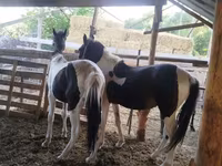 Koń, French Trotter — zdjęcie 3