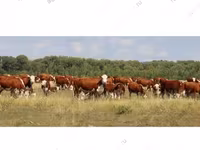 Krowa, Simmental cattle — zdjęcie 8
