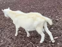 Oğlak, Saanen goat — foto 3