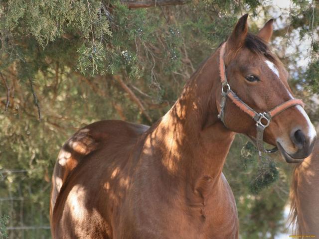 Cavalo Abissínio