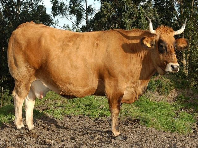 Asturian dalbølgende