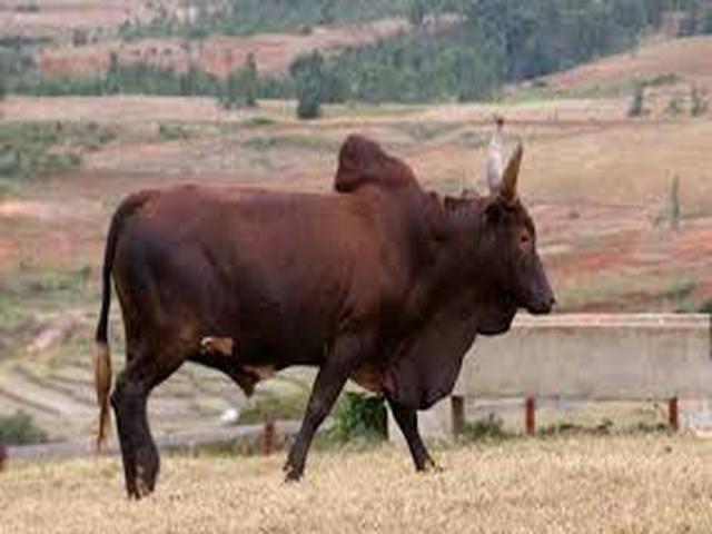 زبان زبوی آذربایجانی
