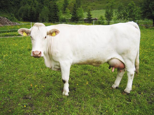 Vaca Branca Carintiana