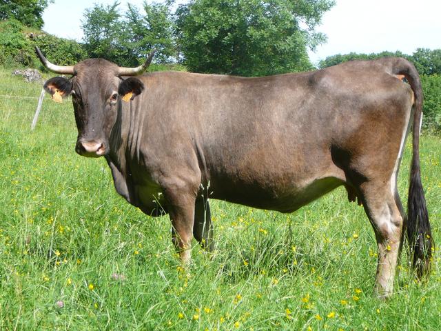 Raça de vaca