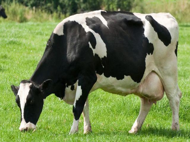 گاوهای هولشتاین
