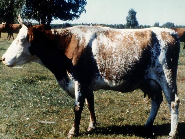 گاو کرگان