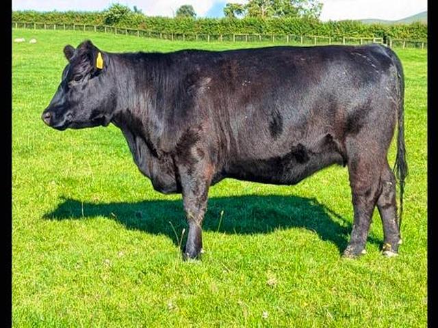 گاو لولاین