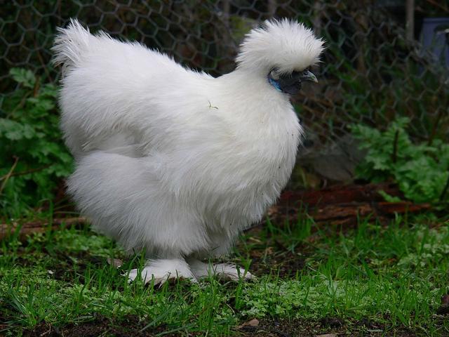 Seidenhuhn