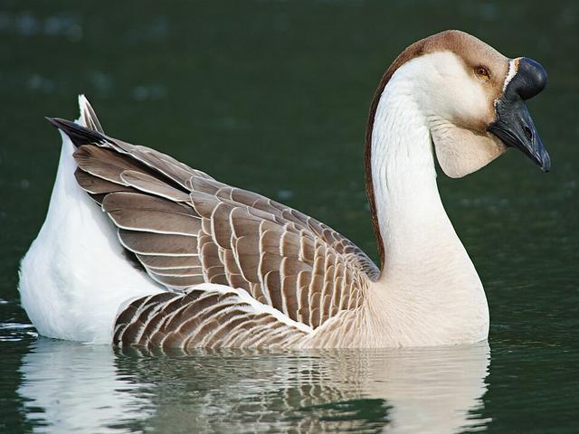 Afrička